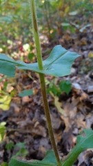 Triosteum perfoliatum