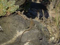 Liolaemus nitidus