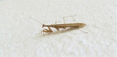 Musoniella