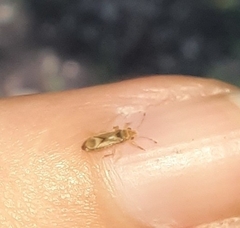 Thaumastocoris peregrinus