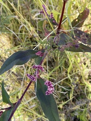Persicaria extremiorientalis