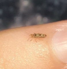 Thaumastocoris peregrinus