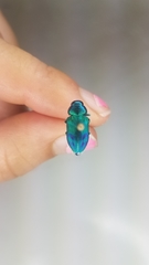 Sphaerobothris ulkei