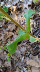 Triosteum perfoliatum