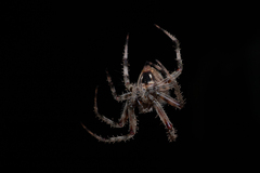 Neoscona