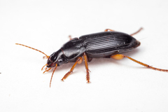 Harpalus