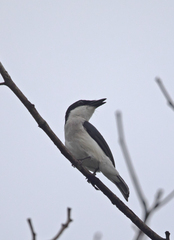 Hemipus hirundinaceus