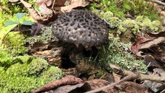 Strobilomyces strobilaceus