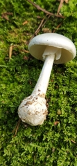 Amanita bisporigera
