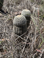 Echinocereus reichenbachii caespitosus