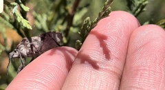 Brochymena