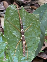 Exocnophila
