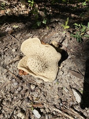 Amanita cokeri