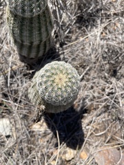 Echinocereus reichenbachii caespitosus