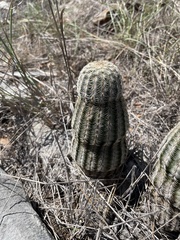 Echinocereus reichenbachii caespitosus