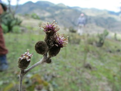 Acourtia tenoriensis