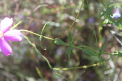 Chironia melampyrifolia