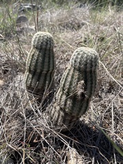 Echinocereus reichenbachii caespitosus