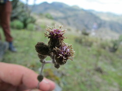 Acourtia tenoriensis