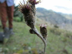 Acourtia tenoriensis