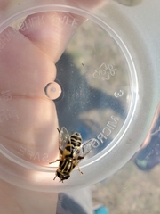 Helophilus latifrons