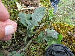 Acourtia tenoriensis