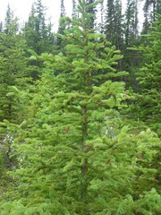 Abies lasiocarpa