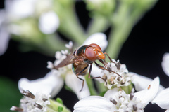 Copestylum vesicularium