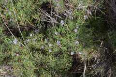 Serruria gremialis