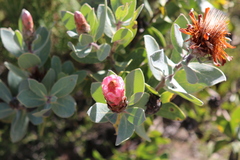 Protea punctata