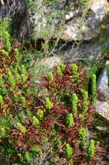 Erica coccinea