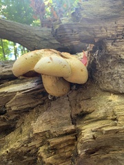 Gymnopilus luteus