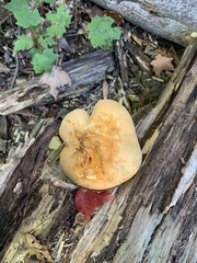 Gymnopilus luteus