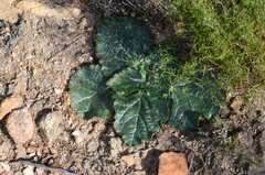 Lichtensteinia latifolia