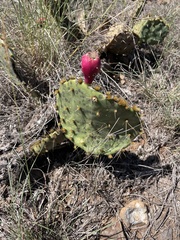 Opuntia lindheimeri
