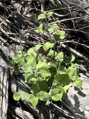 Carlowrightia torreyana