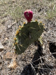 Opuntia lindheimeri