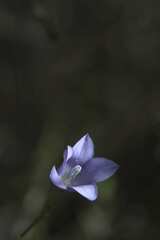 Wahlenbergia