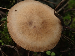 Lacrymaria rigidipes