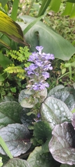 Ajuga