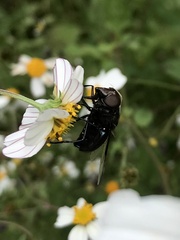 Copestylum violaceum