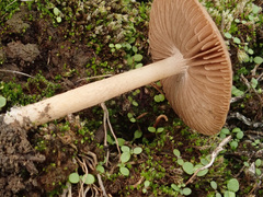 Lacrymaria rigidipes