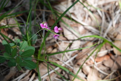 Lespedeza texana