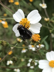 Copestylum violaceum