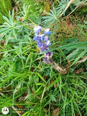 Lupinus montanus