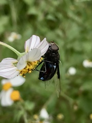 Copestylum violaceum