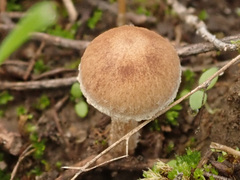 Lacrymaria rigidipes