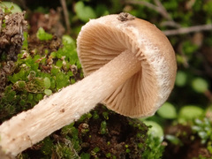 Lacrymaria rigidipes