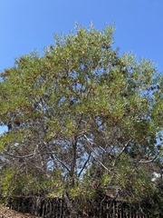 Acacia redolens