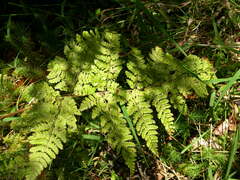 Dryopteris aemula
